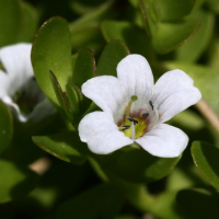 Bacopa Monnieri