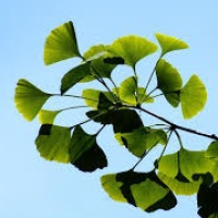 Ginkgo Biloba Leaf